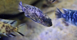 Labeotropheus trewavasae 'Higga Reef'